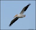 _0SB3152 american white pelican